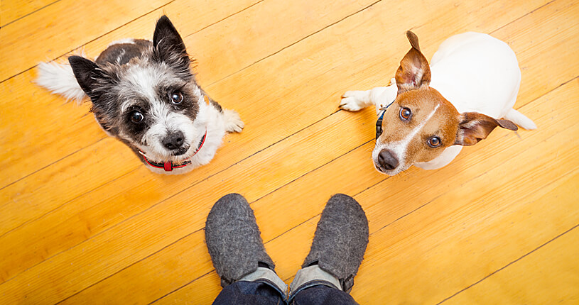 clean run dog supplies