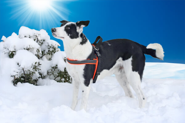 ComfortFlex Padded Sport Harness - Discontinued Colors & Sizes