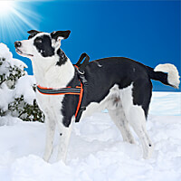 ComfortFlex Padded Sport Harness - Discontinued Colors & Sizes