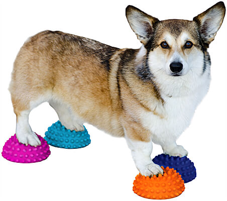 FitPAWS Paw Pods - Set of 4