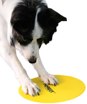 FitPAWS Targets