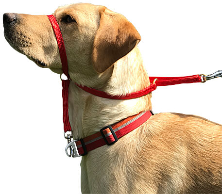 K9 Bridle for Dogs