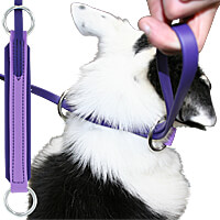 1/2" BioThane Fast CAT/Lure Coursing Lead - 46"