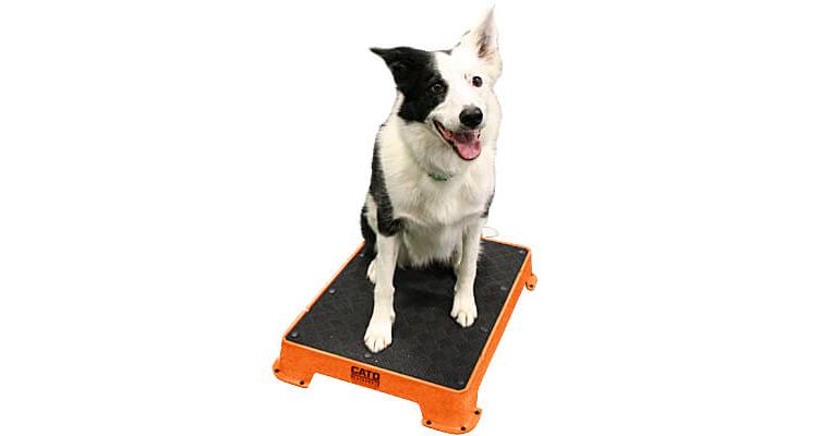 Cato Board - Dog Training Platform (Teal, Turf Surface)