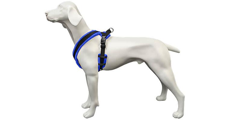dog with harness on
