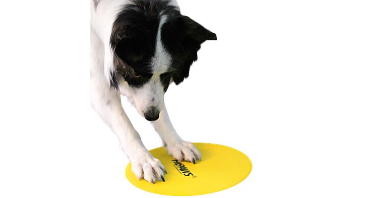 dog cone collar target