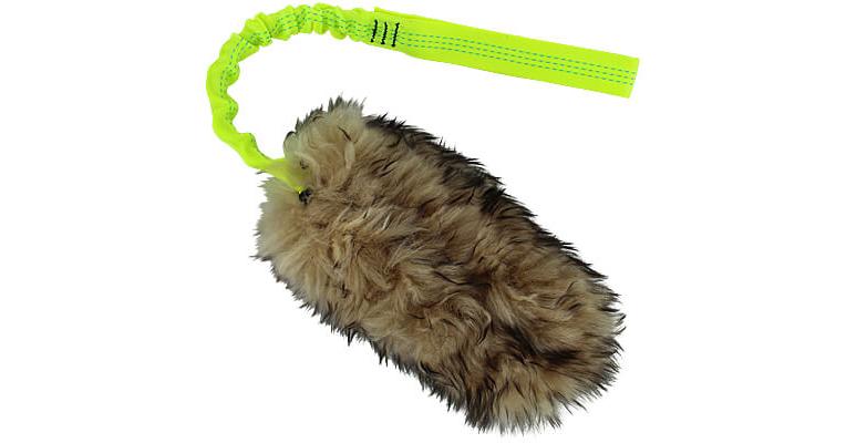 how long does a cat take to heal after being spayed