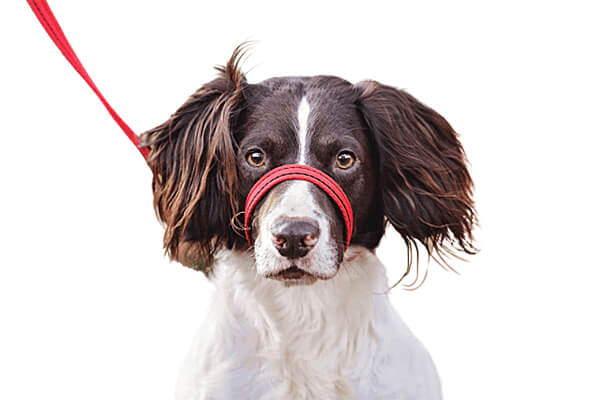 5 Must-Have Enrichment Aids For Excitable Puppies - Gencon All in 1 Dog  Leads