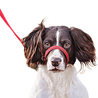 Gencon All-In-One Headcollar & Lead