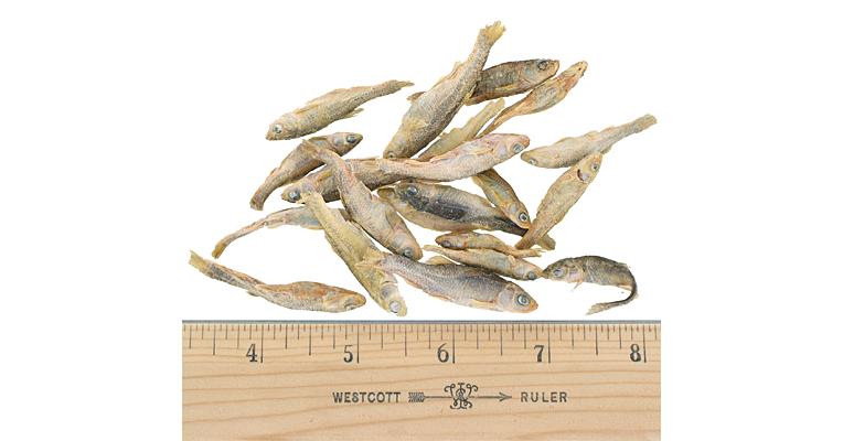 vital essentials minnows