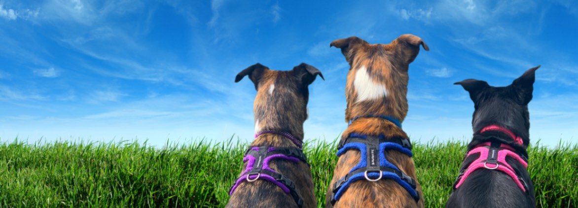 Dog agility training products, dog agility online training