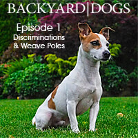 Backyard Dogs Episode 1: Discriminations & Weave Poles