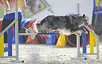 Building Verbals for Agility