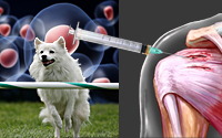 Help the Body Heal Itself, Regenerative Medicine in Dogs