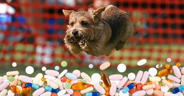 Nutraceuticals: Supplementation for Agility/Sporting/Working Dogs