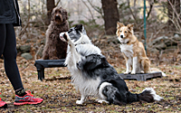 Got Distractions? Focus Prep for Sports Dogs - Standard Registration