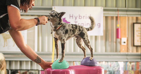 Kinetic Contacts for Agility: Canine Fitness Training for Safe & Strong Contacts