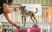 Kinetic Contacts for Agility: Canine Fitness Training for Safe & Strong Contacts