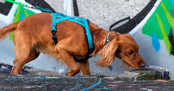 Scentsational Strength: Canine Fitness Training to Build Power Behind the Nose