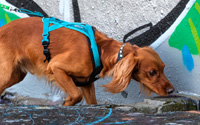 Scentsational Strength: Canine Fitness Training to Build Power Behind the Nose