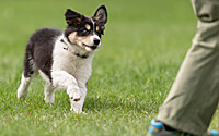 2023 Control Unleashed, TEAM Obedience & TEAM Nosework Workshop