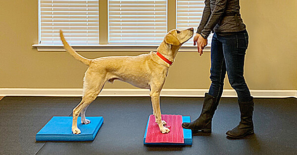 Gift Certificates — K9 Fun-Time Secure Dog Exercise Facilities