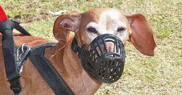How & Why You Should Train Your Dog to Wear a Muzzle