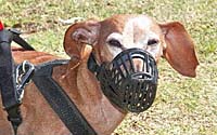 How & Why You Should Train Your Dog to Wear a Muzzle