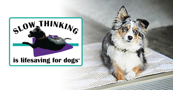 Slow Thinking Is Lifesaving for Dogs™: Why It's Important & How to Teach It