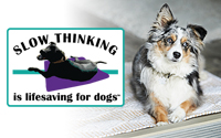 Slow Thinking Is Lifesaving for Dogs™: Why It’s Important & How to Teach It