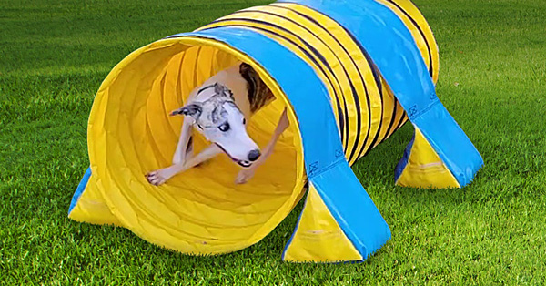 60 Things To Do with a Short (or Long) Tunnel in Your Backyard