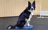 Magnetize Your Dog to a Platform for Obedience or Rally Training