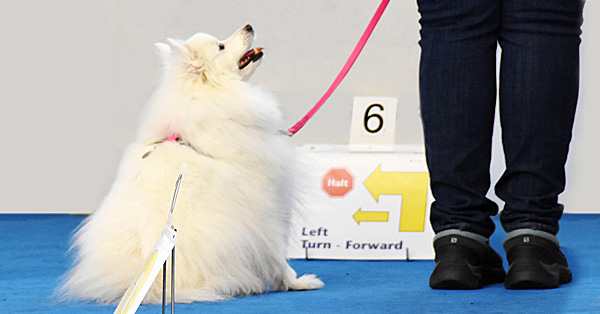 Rally Novice Title - Guaranteed!