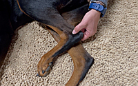 Introduction to Acupressure for Sports Dogs of All Ages