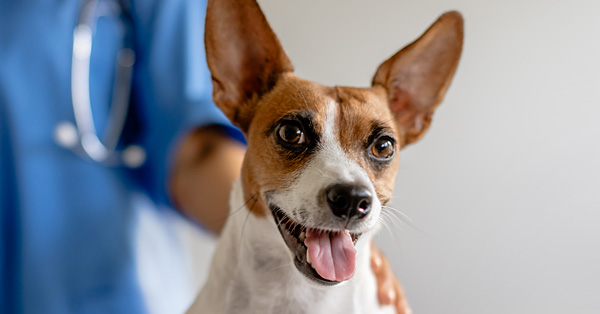 To Neuter or Not to Neuter