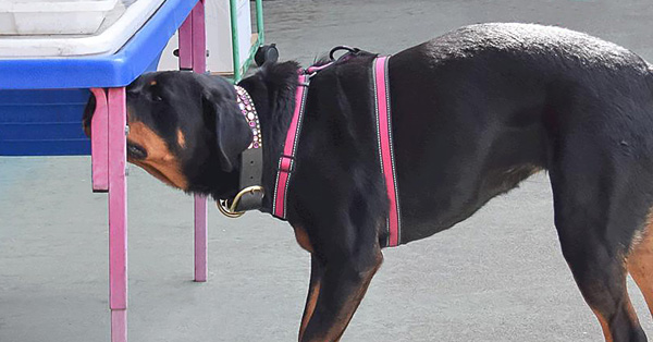 Nose Work - Building Skills #1: Sourcing, Elevation, Threshold & Multiple Hides