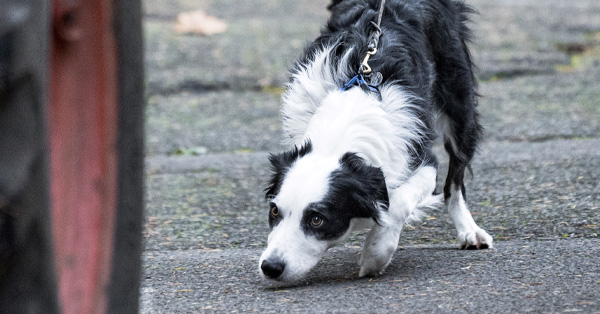 Nose Work - Building Skills #2: Close Proximity, Containers, Back Doors & Inaccessible Hides