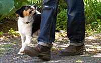 Pattern Games for Puppies