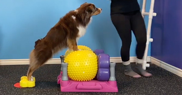 From the Ground Up: Foundation Essentials for the Canine Athlete Self-Study