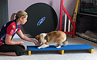 Walk the Plank: Transform Your Puppy into Ship Shape for Their Lifetime Voyage