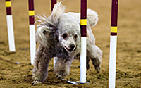 Weave Pole Grids for Improving Footwork