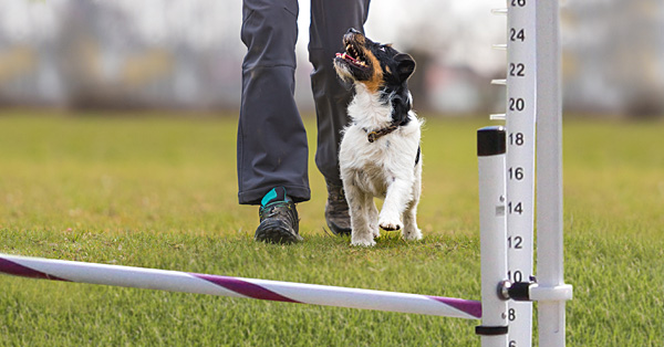 Obedience for Agility - Without Killing Drive!