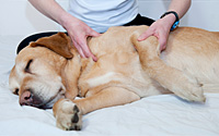 Soothing Strokes - An Introduction to Dog Massage