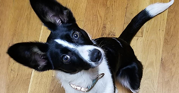 Stealth Self-Control: Get Amazing Self-Control in Life & Sport without Doing Any Impulse-Control Games