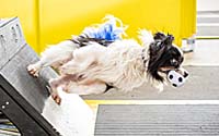 How Flyball Can Help Your Agility Skills & Vice Versa