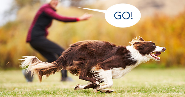 Say WHAT? The What, Which, Why, Where & How of Verbal Directional Cues In Agility