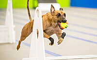 Flyball: Learning the Foundations