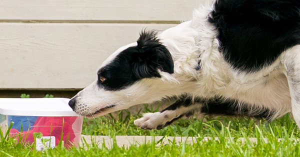 Toy Rewards in Nose Work