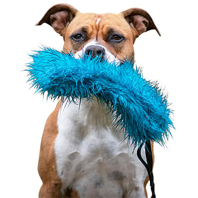 Doggie-Zen Bungee Crackle Tug