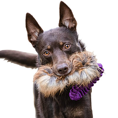 Doggie-Zen Bungee Pocket Fox Tug